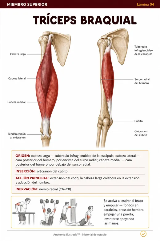 Lamina ilustrada 4