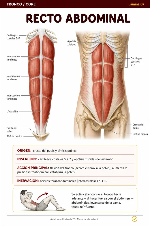 Lamina ilustrada 7