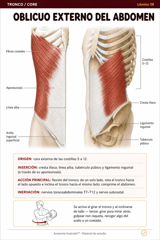 Lamina ilustrada 8