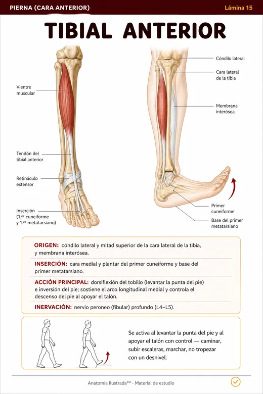 Lamina ilustrada 15